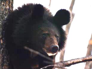 Белогрудый медведь, он же гималайский медведь (Ursus thibetanus) - млекопитающее отряда хищных. Длина тела самцов - 150-170 см, высота в холке - около 80 см, весят до 120 кг. Мех короткий, блестящий, черного цвета; на груди полулунное светлое пятно. Распространен в лесных областях Юго-Восточной Азии, а также в Гималаях, Афганистане и Белуджистане; в России - на крайнем юге Дальнего Востока. Образ жизни известен мало. Обитает преимущественно в горных лиственных лесах. Подвижное, ловкое животное - прекрасно лазает по деревьям. Поедает в основном растительную пищу, изредка падаль и рыбу. Спаривание в июне-июле. Самки рождают 1-2 детенышей. Зиму спит в берлоге, часто в дуплах крупных деревьев. Добывается ради мяса и шкуры. Промысловое значение невелико. 